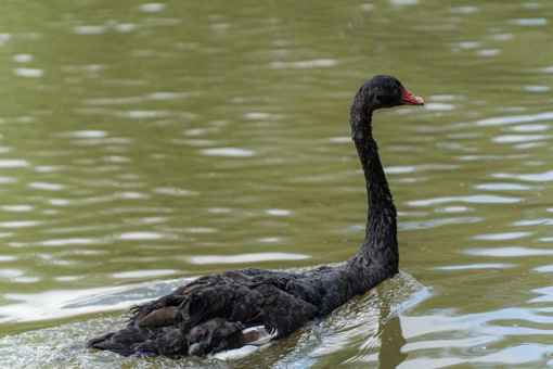 У дендропарку чорний лебідь проковтнув рибальський гачок
