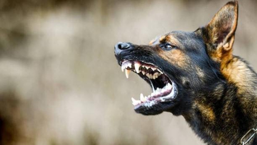 На Полтавщині в собаки, який покусав чотирьох людей, підтвердили сказ