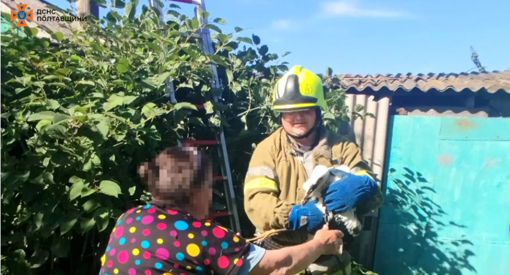У Полтавській області рятувальники зняли лелеченя, яке три доби просиділо на стовпі