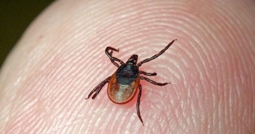 На Полтавщині виявили у 29 людей підтвердили хворобу Лайма