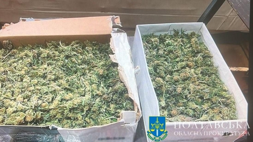 У Кременчуці засудили до ув'язнення чоловіка, який вирощував коноплі та зберігав канабіс