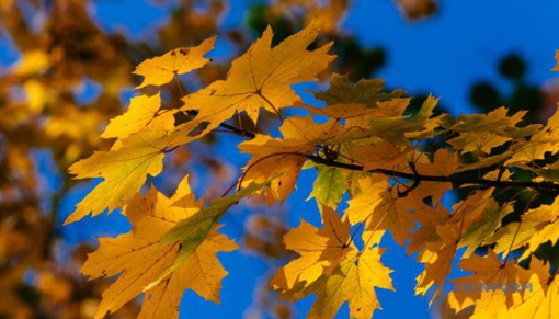 У Полтавській області на вихідні прогнозують дощі та похолодання