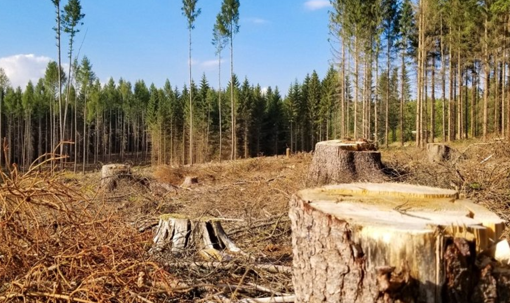 Незаконні порубки дерев зі шкодою на мільйони: судитимуть 10 учасників організованої групи