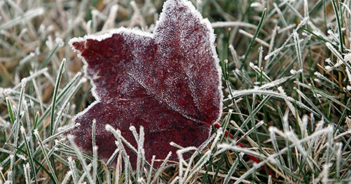 Заморозки прогнозують у Полтавській області