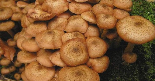 У Полтавській області жінка померла від отруєння дикорослими опеньками