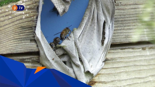 На Полтавщині через різкі перепади температур бджоли гинуть, а ціни на мед – зростають