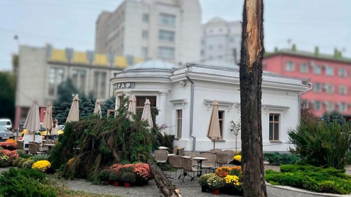 У Полтаві на відвідувачку кав'ярні впало дерево