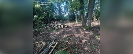 На Полтавщині судитимуть учасників групи за незаконну вирубку дерев на понад 3,6 млн грн