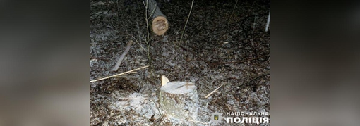 У Полтаві біля монастиря невідомі спиляли 15 дерев