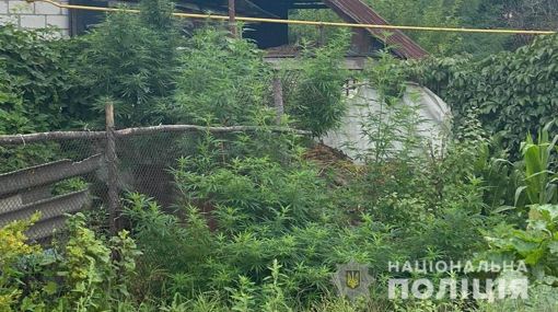 На Полтавщині у 42-річного раніше судимого чоловіка знайшли рослини конопель
