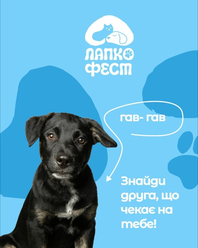 У Полтаві відбудеться перший фестиваль прилаштування тварин — «ЛапкоФест»