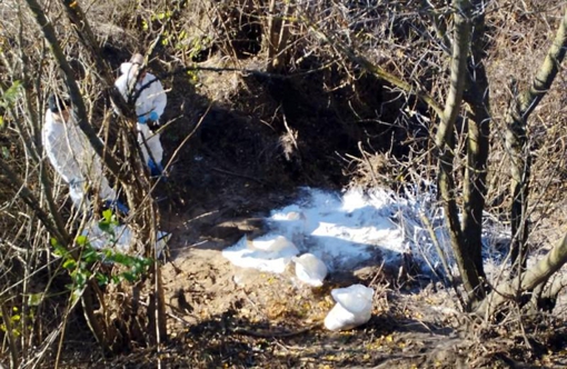 На Полтавщині виявили спалах африканської чуми серед свійських свиней