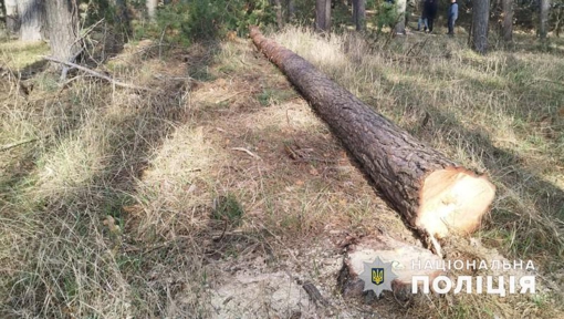 У Полтавській області загинув чоловік під час спилювання дерев
