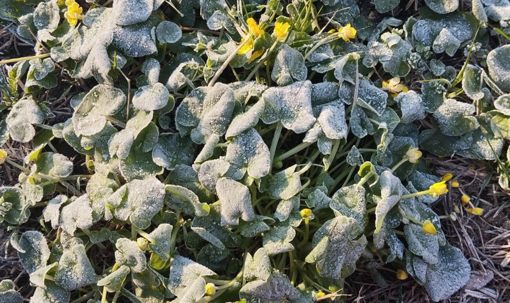 У Полтавській області прогнозують заморозки до -5°C