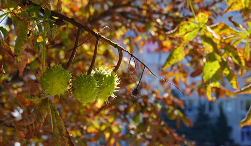 У Полтавській області 1-2 жовтня прогнозують дощі